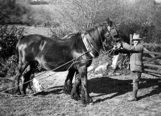 Throwleigh Archive